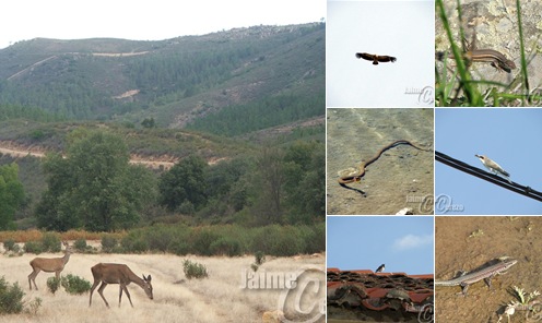 Ver Fauna en el Geoparque de Las Villuercas, Ibores y Jara