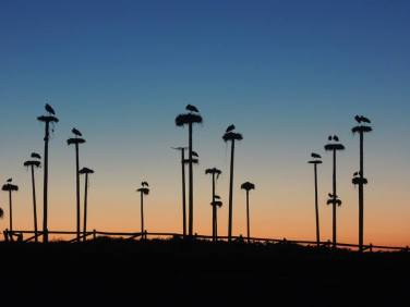 1957419_651466374901110_518283775_n