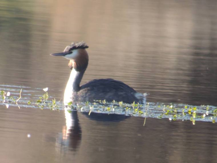 1964250_651466438234437_1783750897_n