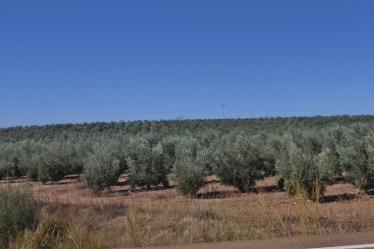 IMG_1918 (1800x1200)