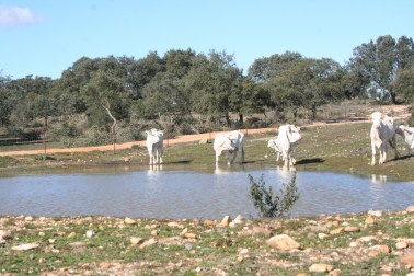 IMG_9355 (1500x1000)